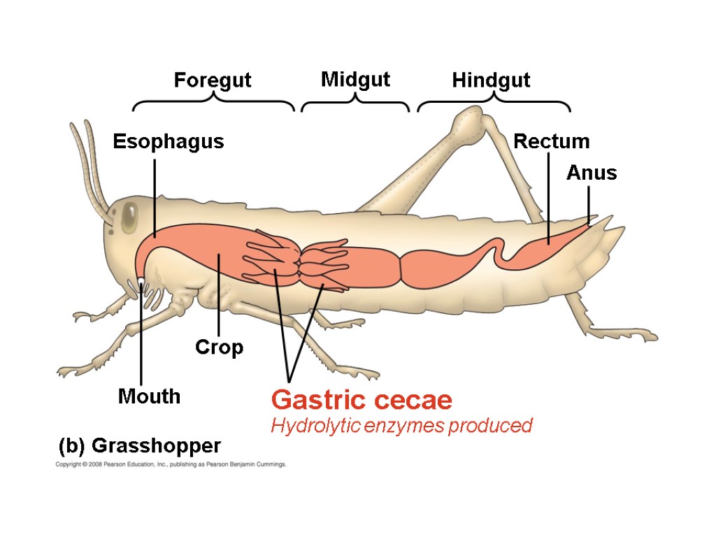 (b) Grasshopper Foregut Mouth Crop Gastric cecae Hydrolytic enzymes produced Esophagus Rectum Anus Midgut